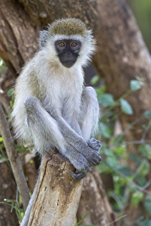 Primates Prints: Vervet Monkey (Chlorocebus pygerythrus) immature