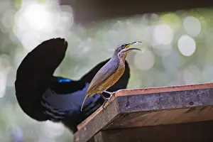 Displays Prints: Victoria's Riflebird (Ptiloris victoriae) adult female