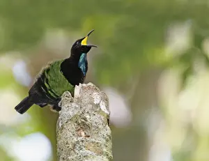 Victorias Riflebird (Ptiloris victoriae) adult male, calling, perched on display post, Atherton Tableland