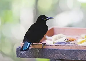 Victoria's Riflebird (Ptiloris victoriae) adult male, feeding at birdtable, Atherton Tableland, Queensland, Australia