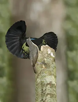 Victorias Riflebird (Ptiloris victoriae) adult pair, male displaying to female, perched on display post