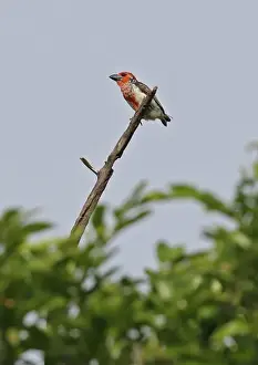 Barbet Prints: Vieillots Barbet (Lybius vieilloti rubescens) adult