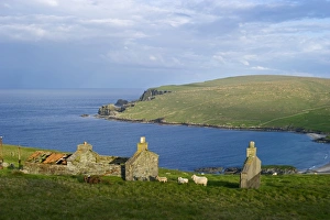 Croft Prints: View of abandoned crofts with sheep and coastline