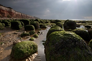 Boulders Prints: View of algae covered eroded boulders on beach at low tide