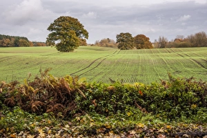Seedling Prints: View of arable farmland with mature trees in field