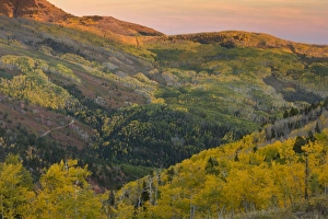 Utah Prints: View over aspen forest habitat