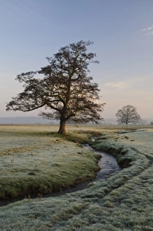 Sunrise Prints: View of bare tree beside beck flowing through parkland at dawn