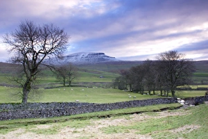 View of bare trees, drystone walls, sheep grazing in pasture and fell after light snow, Pen-y-ghent in distance