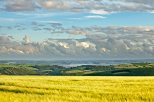 Sun Set Prints: View across barley field towards coast in late evening sunlight