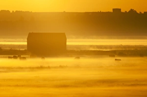 Mists Prints: View of barn and cattle on coastal grazing marsh habitat, silhouetted at sunrise