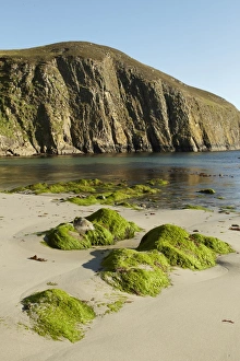 Shetland Prints: View of beach and cliffs, North Haven Bay, Fair Isle, Shetland Islands, Scotland, July