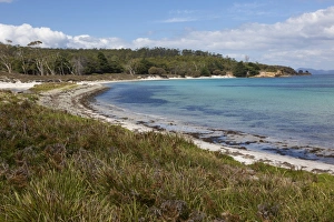 Coastline Prints: View of beach and forest habitat, Maria Island N. P. Tasmania, Australia, February