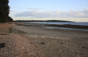 The Solent Prints: View of beach with incoming tide at dawn, Bembridge, Isle of Wight, England, june