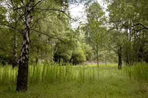 Gravel Prints: View of birch woodland habitat in former gravel pit