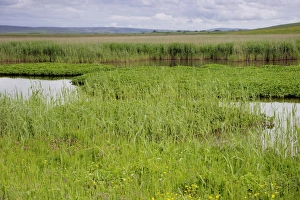 Orkney Prints: View from bird hide over marshland habitat