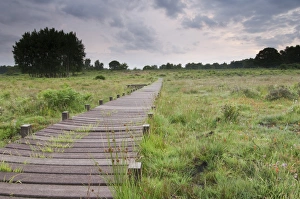 Boardwalks Prints: View of boardwalk across bog at dawn, Hothfield Heathlands, Kent, England, july