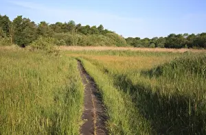 Boardwalks Prints: View of boardwalk through fen meadow habitat in valley fen reserve