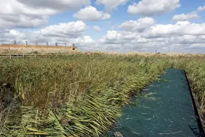Boardwalks Prints: View of boardwalk, reedbeds and shooting butts of former military firing range in marshland habitat