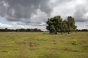 Brecklands Prints: View of breckland heath habitat