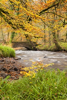 Colour Prints: View of bridge and river flowing through woodland