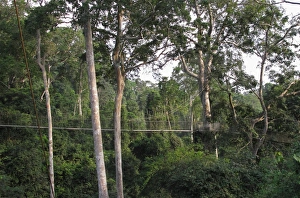 Rainforest Prints: View of canopy walkway through tropical rainforest, Kakum N. P. Ghana, February