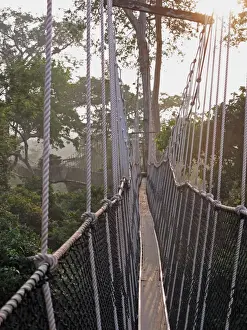 Rainforest Prints: View along canopy walkway through tropical rainforest in early morning