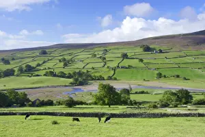 Dry Stone Prints: View of cattle grazing in pasture