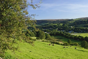Nidderdale Prints: View of cattle grazing in pasture above small town