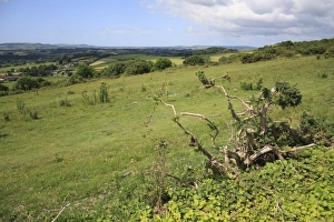 Downlands Prints: View of chalk downland habitat, Bullys Hill, Brading Down, Isle of Wight, England, june