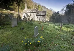 Daffodil Prints: View of church with Daffodils (Narcissus pseudonarcissus) flowering amongst gravestones in churchyard