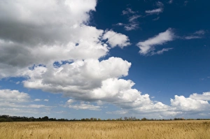 Reed Bed Prints: View of clouds over reedbed in wetland habitat, Stodmarsh N. N. R. Kent, England, april