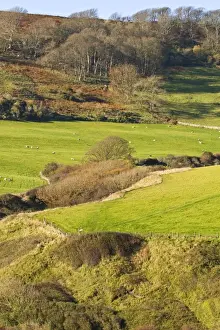 Mixed Prints: View of coastal clifftop, pasture with grazing sheep and woodland