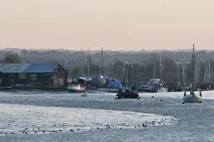 Mixed Prints: View of coastal creek with boats and feeding waders at sunset