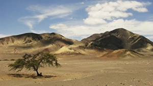 Arid Prints: View of coastal desert habitat, Nazca Desert, Nazca, Peru
