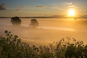 Marshlands Prints: View of coastal grazing marsh habitat in mist at sunrise, Elmley Marshes N. N. R