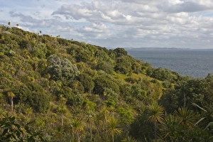 View of coastal habitat on island wildlife sanctuary, Tiritiri Matangi Island, Hauraki Gulf, North Island, New Zealand