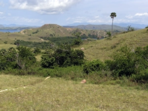 Komodo Prints: View of coastal habitat, Komodo N. P. Rinca Island, Lesser Sunda Islands, Indonesia, march