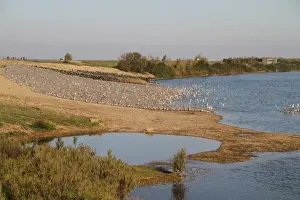 Natue Prints: View of coastal lagoon habitat with Knot (Calidris canutus) and Eurasian Oystercatcher (Haematopus ostralegus) flocks