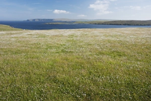 Shetland Prints: View of coastal meadow with wildflowers