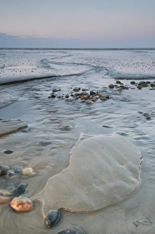 Pebbles Prints: View of coastal mudflats with channels and pebbles at sunset