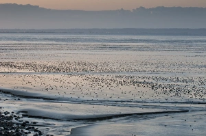 Mudflat Prints: View of coastal mudflats with channels at sunset, Dungeness, Kent, England, june