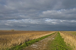 Stormy Prints: View of coastal reedbed habitat and stormy sky
