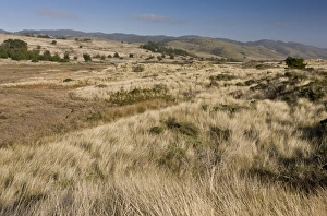 Californian Prints: View of coastal saltmarshes and sand dunes habitat