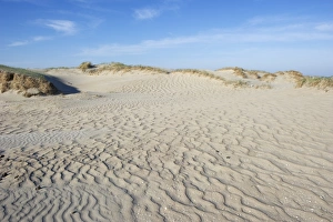 Sandy Prints: View of coastal sand dunes habitat, Romo, Wadden Sea Islands, Denmark, may
