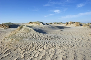 View of coastal sand dunes habitat, Romo, Wadden Sea Islands, Denmark, may