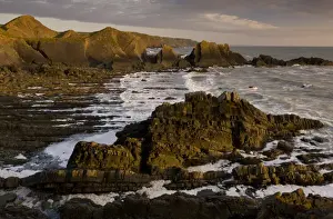 Sandstone Prints: View of coastline with heavily folded sandstone and mudstone rocks