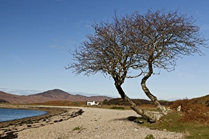 Cottages Prints: View of coastline and remote cottage