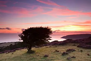 Somerset Prints: View of coastline at sunrise, with Porlock Bay and pebble ridge just visible in distance