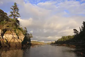 Rainforest Prints: View of coastline and temperate coastal rainforest in evening sunlight