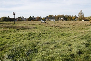 Grazed Prints: View of commonland with grazing horses and armada beacon
